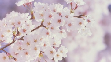spring nature wallpapers tumblr backgrounds